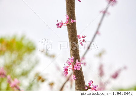 Cercis chinensis branch with pink flowers blooming in spring garden. Close up of Chinese redbud tree stem with blossom. Natural botanical background for seasonal floral design concept. 139438442