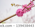 Cercis chinensis branch with vibrant pink flower clusters blooming. Chinese redbud plant in garden during spring season. Ornamental tree nature detail for botanical and floral background. 139438443
