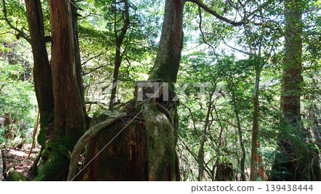 Jomon Cedar Trekking, Yakushima Island 139438444