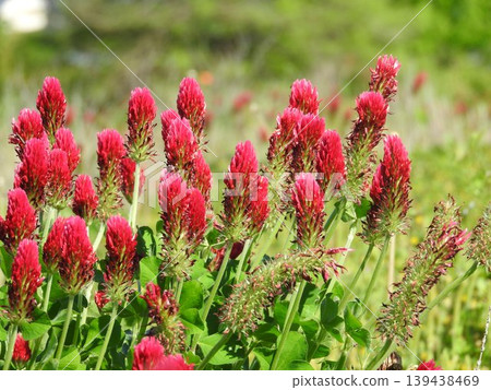 紅三葉草“草莓蠟燭” 139438469