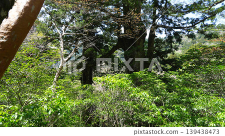 繩文杉健行之旅，夫妻杉（相思杉），屋久島 139438473