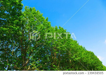 Green trees and clouds in the sky Green trees and clouds in the sky 139438505