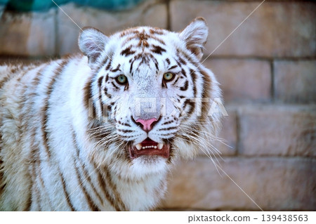 White Tiger White Tiger 139438563