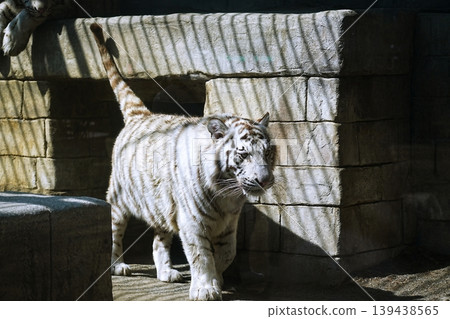 White Tiger White Tiger 139438565