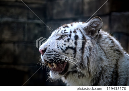White Tiger White Tiger 139438578