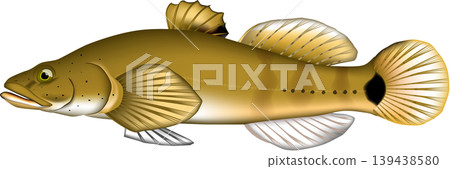 魚類插圖：「Gori」（一種蝦虎魚，標準日文名稱：Ukigori），向量格式，白色背景（PNG 具有透明背景），單張圖片。 139438580