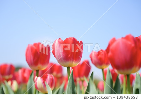 Fluffy, cute red tulips against a blue sky background Fluffy, cute red tulips against a blue sky background 139438658