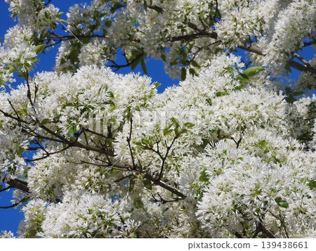 "Nanja Monja" flowers in full bloom "Nanja Monja" flowers in full bloom 139438661