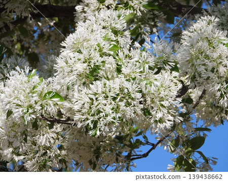 "Nanja Monja" flowers in full bloom "Nanja Monja" flowers in full bloom 139438662