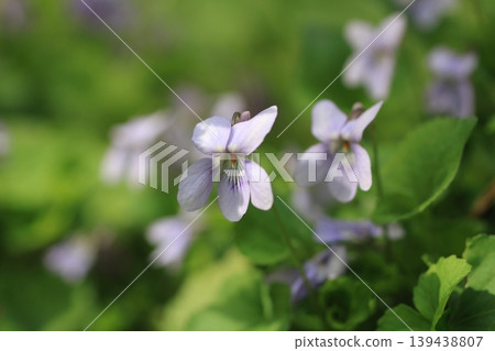 紫羅蘭屬植物2026 第二部分 紫羅蘭屬植物2026 第二部分 139438807