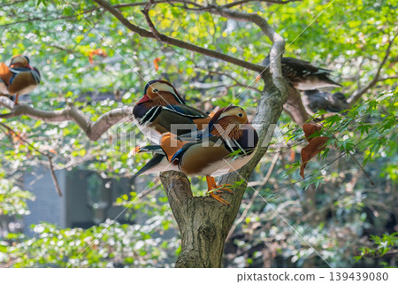 Mandarin ducks resting on a tree branch in a garden during daylight hours in a natural setting Mandarin ducks resting on a tree branch in a garden during daylight hours in a natural setting 139439080