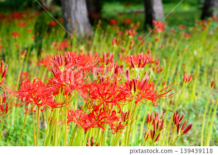 Cluster amaryllis Cluster amaryllis 139439118