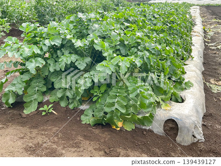 Radishes growing in a field, showing their growth stage with lush leaves. 139439127