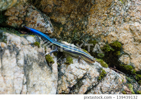A young Japanese lizard with a bright blue tail moves across a rocky area. A young Japanese lizard with a bright blue tail moves across a rocky area. 139439132