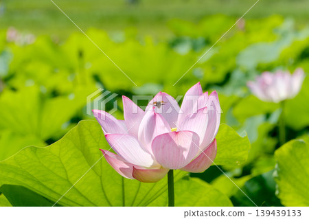 A beautiful pink lotus flower blooms from among the green leaves. A beautiful pink lotus flower blooms from among the green leaves. 139439133