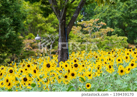 Sunflowers blooming in a garden dappled with sunlight and lush green trees 139439170