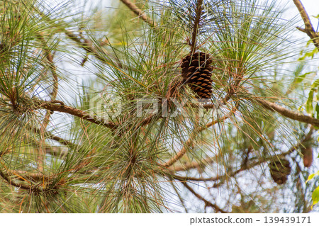 Pine branches and large pine cones stand out against the blue sky. 139439171