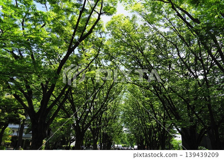 Beautiful zelkova tree-lined street in May, Setagaya 1420, in front of Bajikoen (Equestrian Park) Beautiful zelkova tree-lined street in May, Setagaya 1420, in front of Bajikoen (Equestrian Park) 139439209