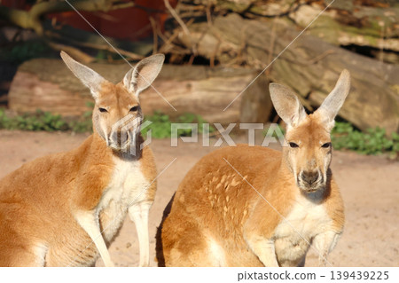 Australian Wildlife: Two Kangaroos in Natural Habitat and Wildlife Education Australian Wildlife: Two Kangaroos in Natural Habitat and Wildlife Education 139439225