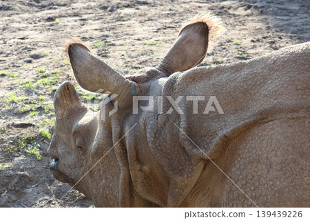 Wildlife Close-Up of a Rhinoceros in Natural Habitat for Conservation Themes 139439226