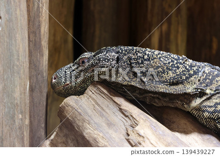 Wildlife Close-Up: Resting Lizard on Wood, Perfect for Nature Photography and Education Wildlife Close-Up: Resting Lizard on Wood, Perfect for Nature Photography and Education 139439227