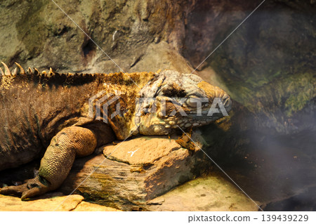 Resting Iguana in Natural Habitat for Wildlife and Reptile Photography Resting Iguana in Natural Habitat for Wildlife and Reptile Photography 139439229