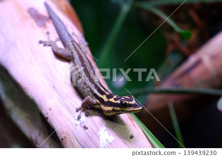 Macro Nature Photography: Lizard Resting on Wood in its Natural Habitat Macro Nature Photography: Lizard Resting on Wood in its Natural Habitat 139439230
