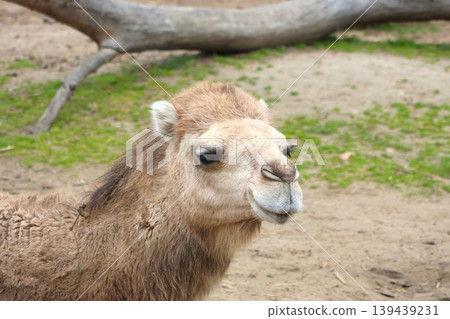 Portrait of a Bactrian Camel in a Natural Habitat Setting Portrait of a Bactrian Camel in a Natural Habitat Setting 139439231