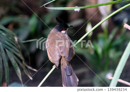 Red-Whiskered Bulbul Perching on Tropical Foliage in Natural Habitat Red-Whiskered Bulbul Perching on Tropical Foliage in Natural Habitat 139439234