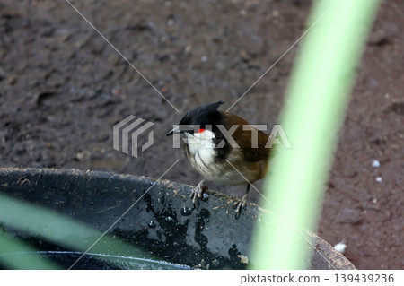 Red-Cheeked Bulbul Bird at Water Dish in Natural Habitat Red-Cheeked Bulbul Bird at Water Dish in Natural Habitat 139439236
