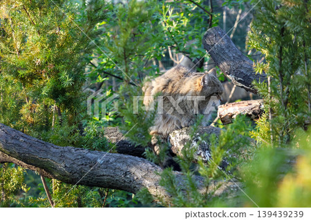 Wild Forest Cat Perched on Tree Branch in Lush Woodland Habitat Wild Forest Cat Perched on Tree Branch in Lush Woodland Habitat 139439239