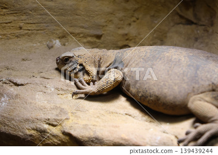 Desert Reptile Resting on Sandstone in Natural Habitat Desert Reptile Resting on Sandstone in Natural Habitat 139439244