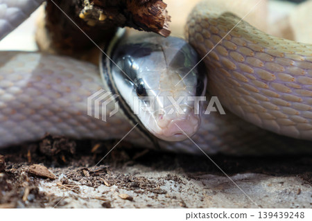 Close-Up of a Coiled Snake Under a Branch in Natural Habitat 139439248