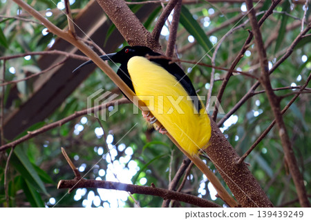 Exotic Bird Perched in Tropical Habitat Highlighting Vibrant Plumage Exotic Bird Perched in Tropical Habitat Highlighting Vibrant Plumage 139439249