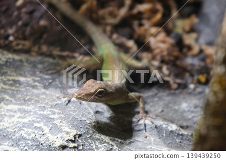 Close-Up of a Brown Lizard on Rocky Terrain in Natural Habitat Close-Up of a Brown Lizard on Rocky Terrain in Natural Habitat 139439250