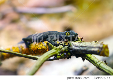 Close-Up of Gecko on Branch in Natural Habitat for Wildlife Themes Close-Up of Gecko on Branch in Natural Habitat for Wildlife Themes 139439253