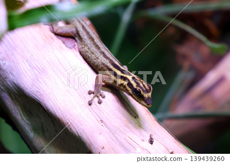 Tropical Gecko Resting on Branch in Lush Habitat for Wildlife Photography and Nature Exploration Themes Tropical Gecko Resting on Branch in Lush Habitat for Wildlife Photography and Nature Exploration Themes 139439260