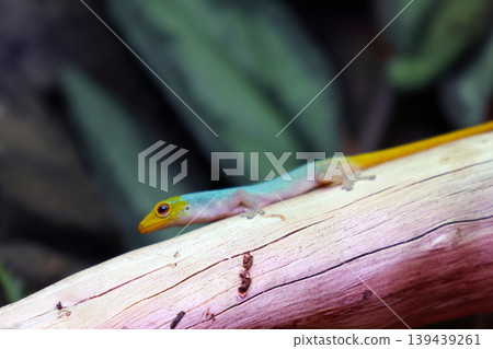 Colorful Gecko Resting on Branch in Tropical Habitat for Nature Photography and Wildlife Observation Colorful Gecko Resting on Branch in Tropical Habitat for Nature Photography and Wildlife Observation 139439261