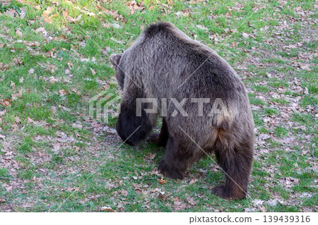Wild Grizzly Bear foraging in Autumn Forest Clearing for Nature and Wildlife Observation Wild Grizzly Bear foraging in Autumn Forest Clearing for Nature and Wildlife Observation 139439316