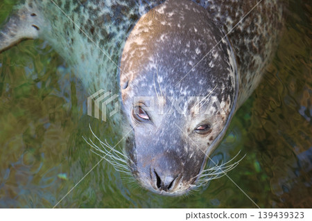 Tranquil Seal Swimming in Clear Water, Marine Wildlife Adventure Tranquil Seal Swimming in Clear Water, Marine Wildlife Adventure 139439323