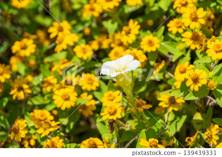 A single white flower blooming among a cluster of yellow Melampodiums. A single white flower blooming among a cluster of yellow Melampodiums. 139439331