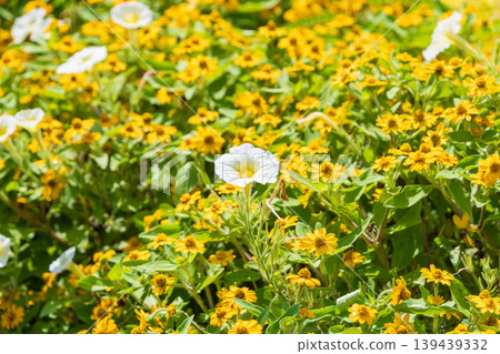 A single white flower blooming among a cluster of yellow Melampodiums. A single white flower blooming among a cluster of yellow Melampodiums. 139439332