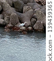 A bird resting its wings on a tetrapod. 139439365