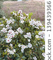 White flowers in the grass 139439366