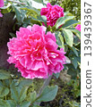 Beautiful pink peony 139439367