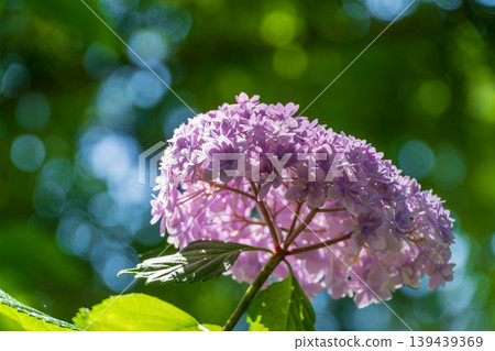 Light purple double-flowered hydrangeas, translucent in the sunlight filtering through the trees. 139439369
