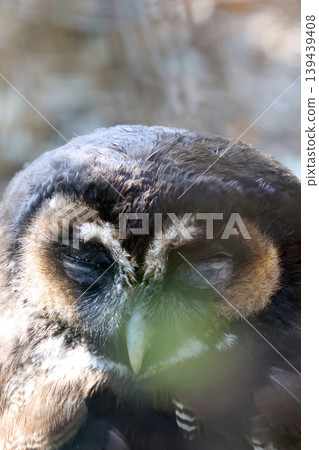 Close-up of a brown owl with closed eyes, showcasing detailed feathers and facial features, surrounded by soft natural light in a blurred outdoor environment Close-up of a brown owl with closed eyes, showcasing detailed feathers and facial features, surrounded by soft natural light in a blurred outdoor environment 139439408