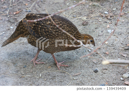 Brown bird with patterned feathers foraging on the ground in a natural habitat, surrounded by dirt and small stones, showcasing its unique plumage and posture Brown bird with patterned feathers foraging on the ground in a natural habitat, surrounded by dirt and small stones, showcasing its unique plumage and posture 139439409