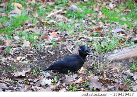 Black Woodpecker in Autumn Forest Scene for Wildlife Observation and Nature Study 139439437