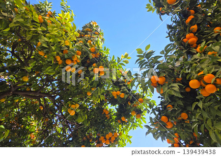 Vibrant Citrus Orchard Under Clear Blue Sky for Nature and Agriculture Themes 139439438